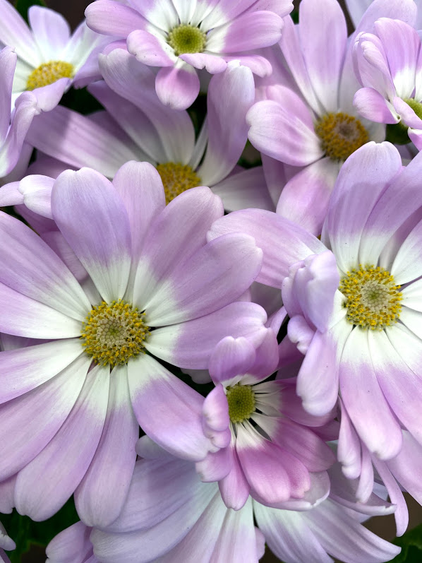 サイネリア　初音ショールーム　お花写真